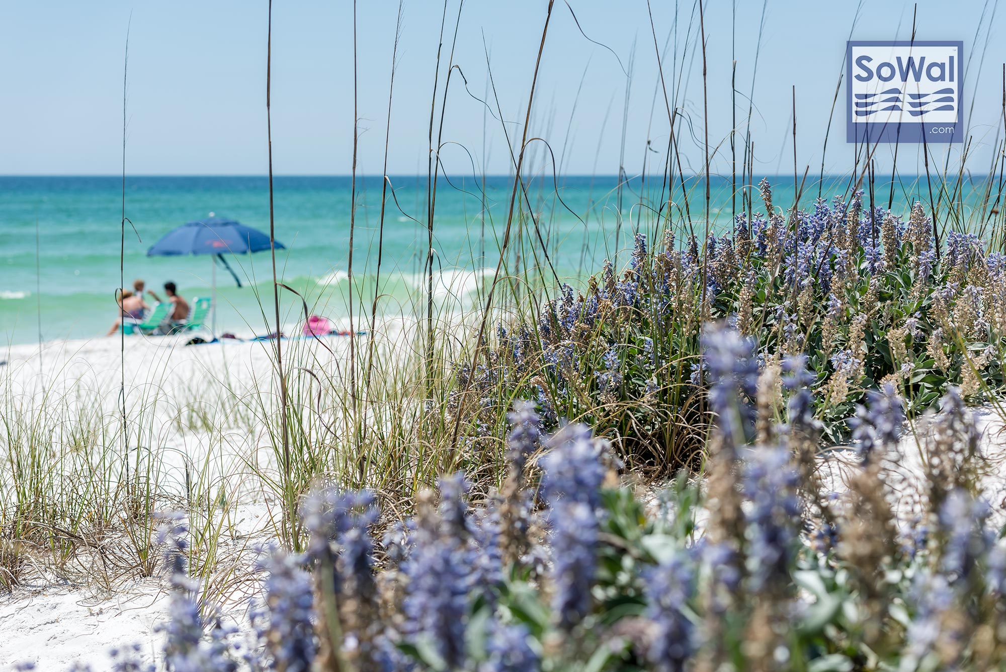 170418-seagrove-075-sowal-2000.jpg