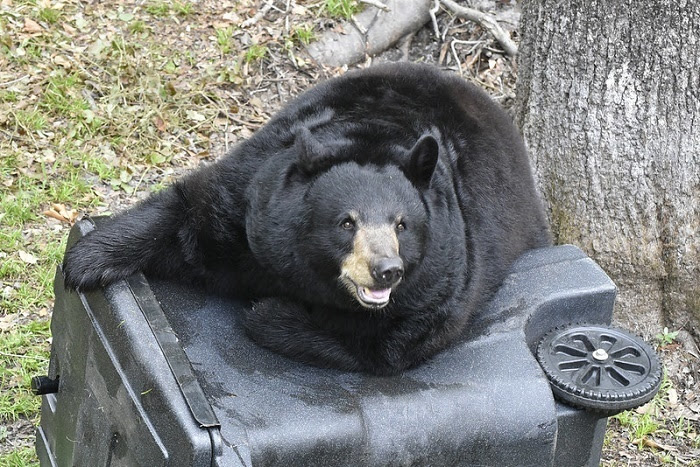 bear-fwc.jpg