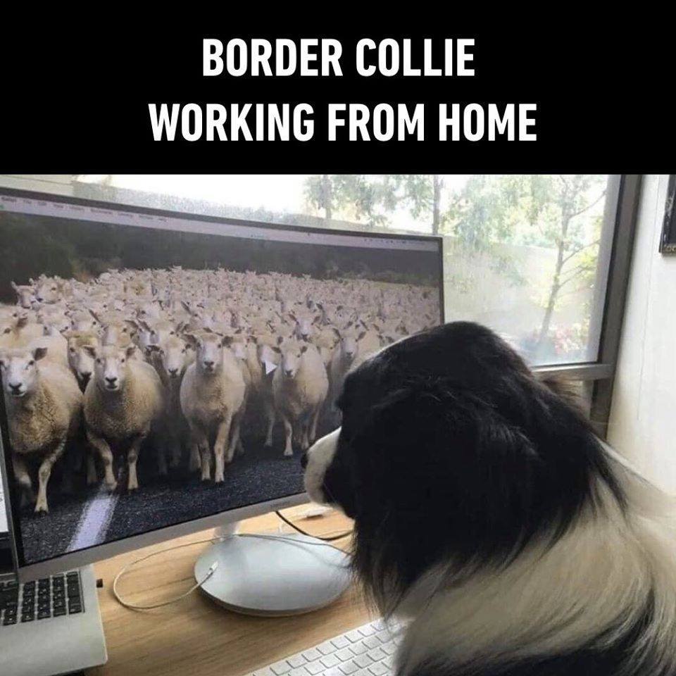 Border Collie.jpg