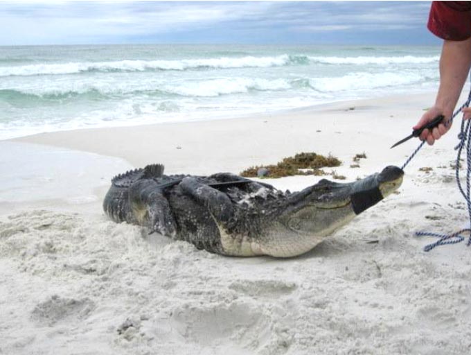 gatorbeach.jpg