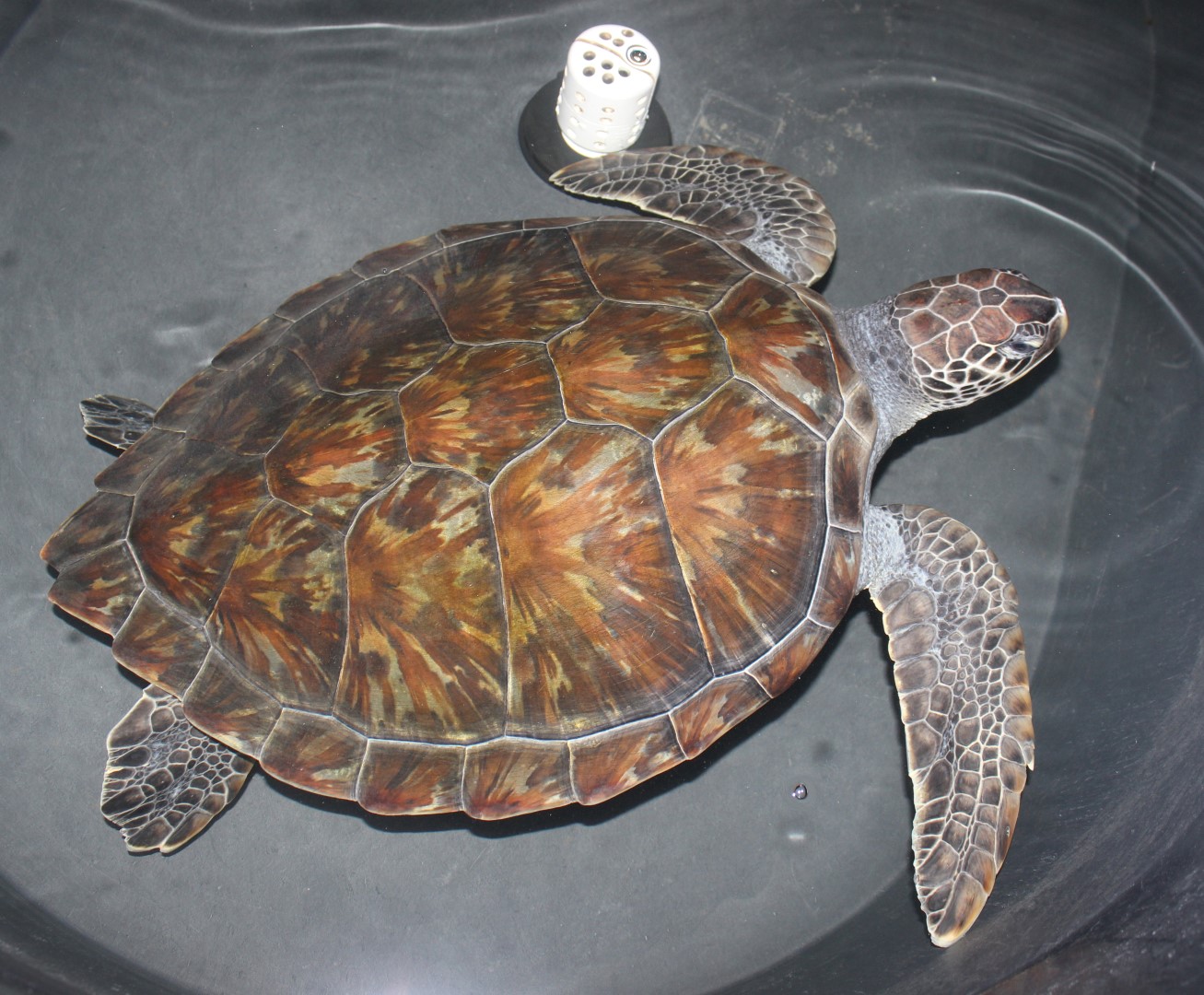 Green  Sea Turtle (Large).jpg