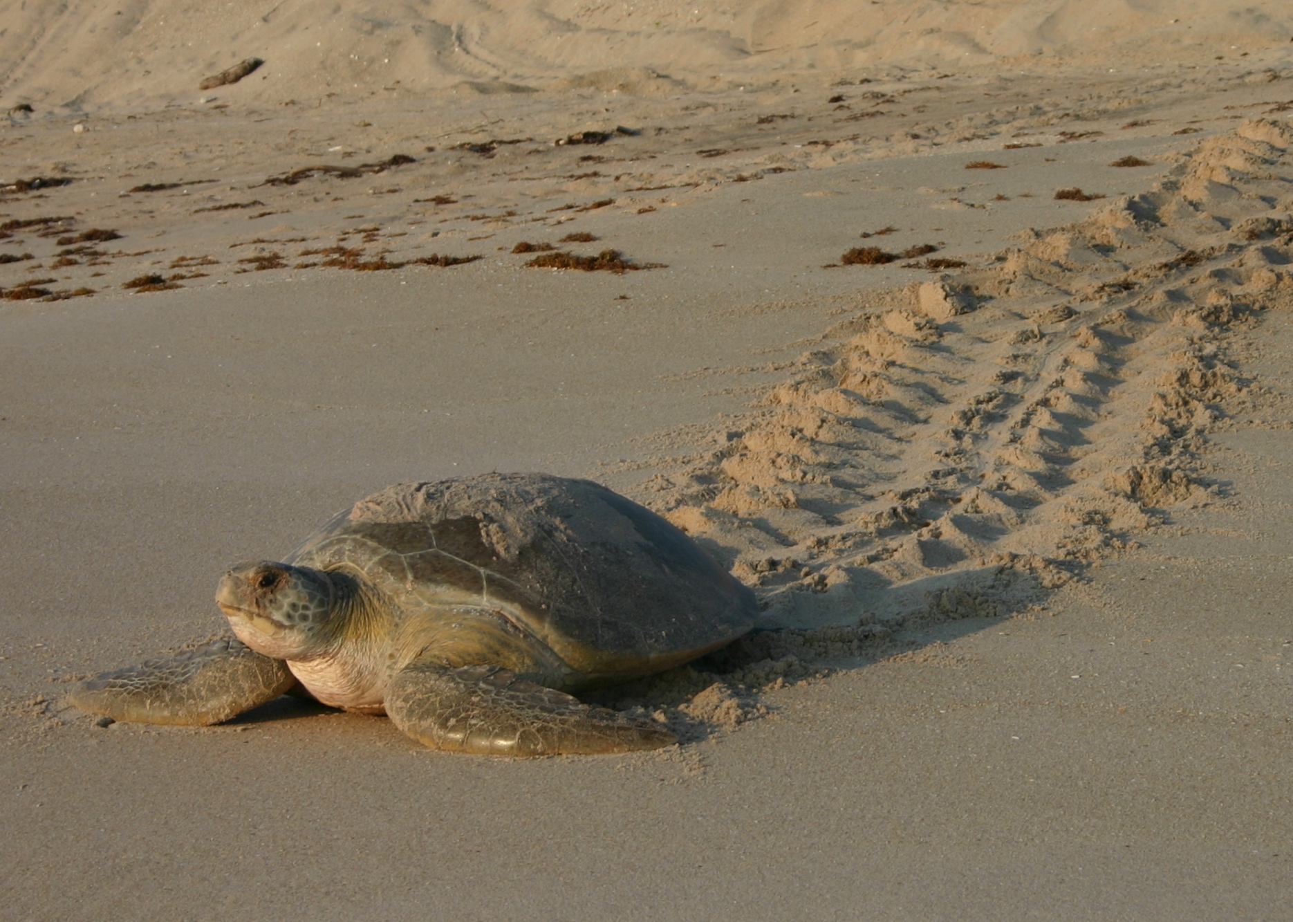 green-sea-turtle_27492706836_o.jpg