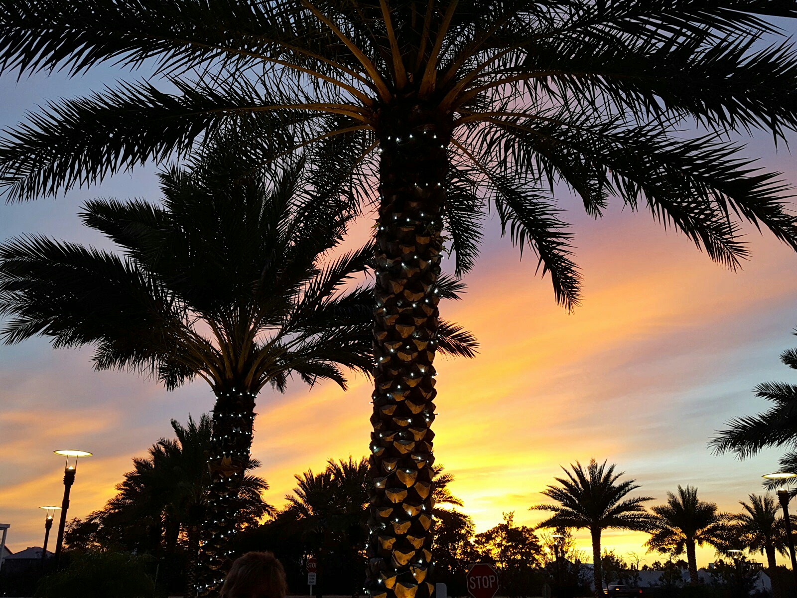 Palm 30Ave.jpeg