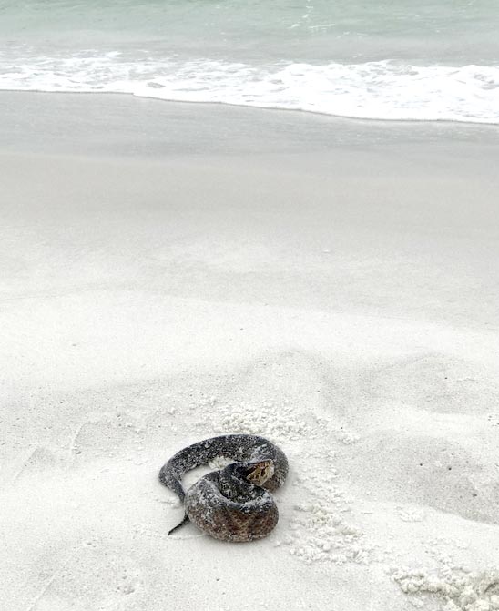 snakebeach.jpg