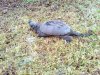 turtle3.jpg