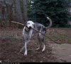funny-dog-pictures-whars-mai-top-hat.jpg