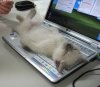 CatAteMouse.jpg