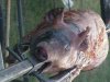 pig.jpg