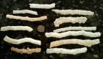 Type_I_fulgurites_Florida_1.jpg