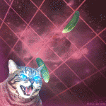 cat.gif