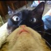 20130523-cat-beards-1.jpg