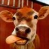 Free Grazer