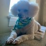 beachpoodle