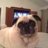 puglet