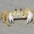 ghost crab